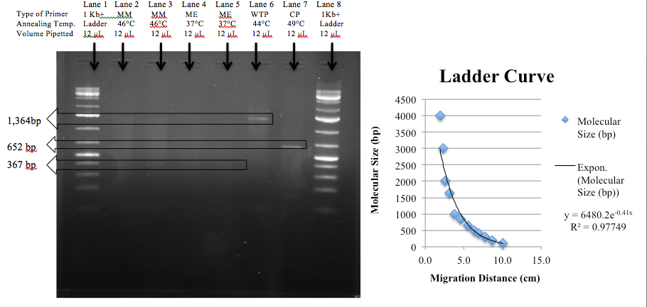 Gel and Graph