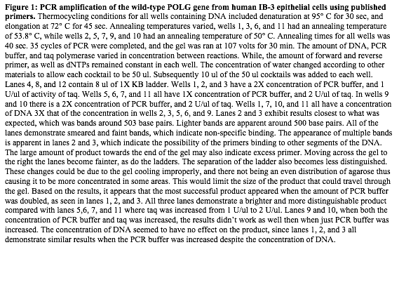 Text Box: Figure 1: PCR amplification of the wild-type POLG gene from human IB-3 epithelial cells using published primers. Thermocycling conditions for all wells containing DNA included denaturation at 95 C for 30 sec, and elongation at 72 C for 45 sec. Annealing temperatures varied, wells 1, 3, 6, and 11 had an annealing temperature of 53.8 C, while wells 2, 5, 7, 9, and 10 had an annealing temperature of 50 C. Annealing times for all wells was 40 sec. 35 cycles of PCR were completed, and the gel was ran at 107 volts for 30 min. The amount of DNA, PCR buffer, and taq polymerase varied in concentration between reactions. While, the amount of forward and reverse primer, as well as dNTPs remained constant in each well. The concentration of water changed according to other materials to allow each cocktail to be 50 ul. Subsequently 10 ul of the 50 ul cocktails was added to each well. Lanes 4, 8, and 12 contain 8 ul of 1X KB ladder. Wells 1, 2, and 3 have a 2X concentration of PCR buffer, and 1 U/ul of activity of taq. Wells 5, 6, 7, and 11 all have 1X concentration of PCR buffer, and 2 U/ul of taq. In wells 9 and 10 there is a 2X concentration of PCR buffer, and 2 U/ul of taq. Wells 1, 7, 10, and 11 all have a concentration of DNA 3X that of the concentration in wells 2, 3, 5, 6, and 9. Lanes 2 and 3 exhibit results closest to what was expected, which was bands around 503 base pairs. Lighter bands are apparent around 500 base pairs. All of the lanes demonstrate smeared and faint bands, which indicate non-specific binding. The appearance of multiple bands is apparent in lanes 2 and 3, which indicate the possibility of the primers binding to other segments of the DNA. The large amount of product towards the end of the gel may also indicate excess primer. Moving across the gel to the right the lanes become fainter, as do the ladders. The separation of the ladder also becomes less distinguished. These changes could be due to the gel cooling improperly, and there not being an even distribution of agarose thus causing it to be more concentrated in some areas. This would limit the size of the product that could travel through the gel. Based on the results, it appears that the most successful product appeared when the amount of PCR buffer was doubled, as seen in lanes 1, 2, and 3. All three lanes demonstrate a brighter and more distinguishable product compared with lanes 5,6, 7, and 11 where taq was increased from 1 U/ul to 2 U/ul. Lanes 9 and 10, when both the concentration of PCR buffer and taq was increased, the results didnt work as well then when just PCR buffer was increased. The concentration of DNA seemed to have no effect on the product, since lanes 1, 2, and 3 all demonstrate similar results when the PCR buffer was increased despite the concentration of DNA. 